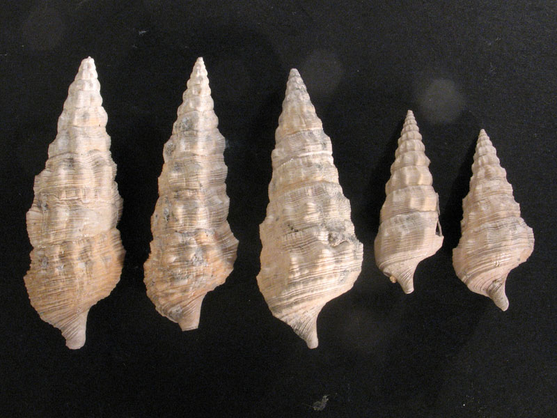 Cerithium vulgatum (Bruguiere, 1792) - Pliocene - Biellese